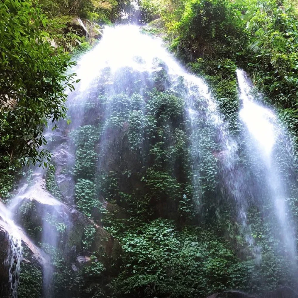 ROYAL IMAGE 4